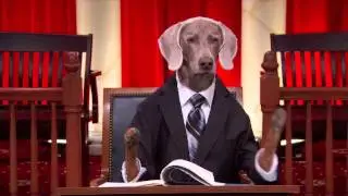 Ownage prank VS #RealAnimalsFakePaws