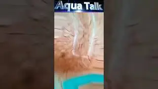 Fish feeds #shorts #aquatic #shots #feed