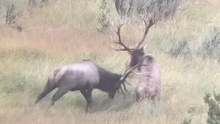 GREATEST ELK FIGHT EVER | Memory of a lifetime