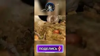Бурозубка - Sorex (@infackts)