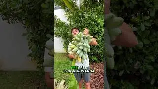 Сбор бананов на заднем дворе! Как собирать урожай!! #бананы #фермерство