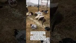 Как мы согреваем наших кур и уток зимой в Миннесоте (температура -20⁰F!).