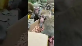 Monkeys Looting The Drop
