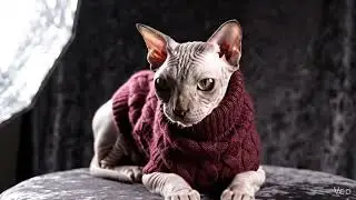 High Fashion Cat ✨ #sphynx #cuteanimals #the_artof_ai 