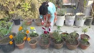 Spraying Water on Flower Tree 🌼 8k | Rooftop Garden | Children&rsquo;s Garden Joy 🌿