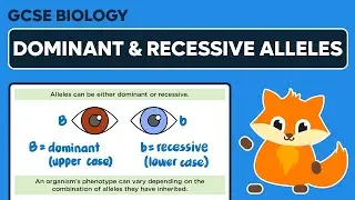 Dominant & Recessive Alleles - GCSE Biology