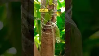 WHY DID I PUT A NOTCH ABOVE THE BUD GRAFT? BUDDING TECHNIQUE. BUDDING RESULT.