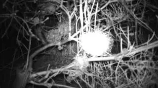 Camera trap: Dunnart on banksia flowers