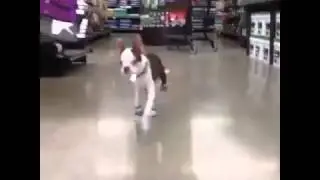 Dog Loves His New Shoes - Best Animal Vines
