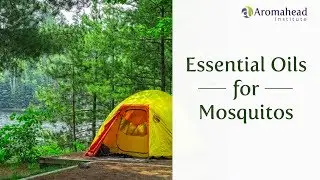 Essential Oils for Mosquitos