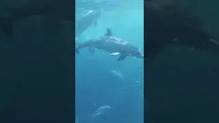 Fierce Predator?
