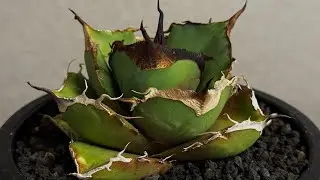 20260112 アガベ・チタノタ 黒豹（小株）-062｜agave titanota black panther