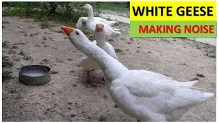 White Geese sound