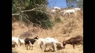 Laguna Beach fire prevention GOATS