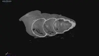 Animated video from CT scans of Zospeum schaufussi von Frauenfeld, 1862.