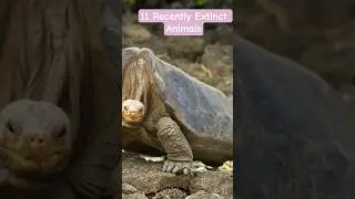11 Recently Extinct Animals