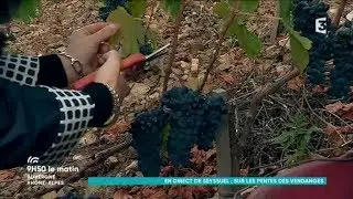 Vendanges &agrave; Seyssuel...