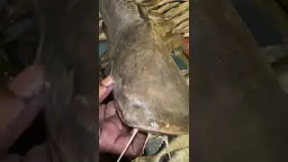 Khagga Fish Ki BEARED Nikalgai | Amazing Fish  @foodtravelwithjazi