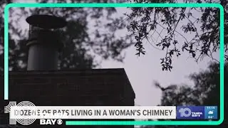 Bats living in Florida woman's chimney, but legally she can't relocate them