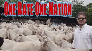 200 Bakro Ke Bade Se Joh Bakra Lena Hai Lelo Sirf Ek Rate Main | Yakeen Nahi Hoga | Al Quresh Padgha