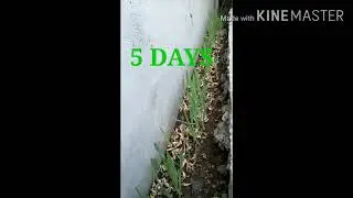 HOW TO PLANT BARLEY AT HOME