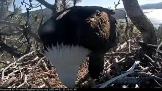 4-2-2020 Shadow Brings Fish, Jackie Brings Fluff~Big Bear Eagles
