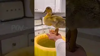 Is Your Duck Bored? Try These 5 Fun Activities  @The_Hayeks