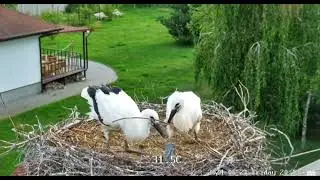 Brest/BY         !! PIPE FEEDS baby storks !!            2024.06.21.