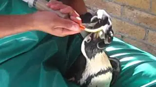 Tubing Pengies
