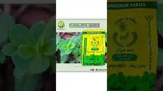 بذور رجلة ابو غزال 1كغم نسبة الانبات 88%