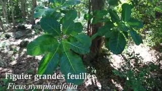 La forêt sèche de Guadeloupe