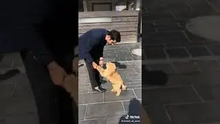 Friendly dog friendly poodle tiktok dog video poodle video trend best video viral update Latest best