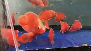 Super red chili Oscar fish