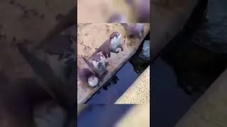 i don't care - otter cute | tdt animal #shorts #otter #cute