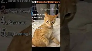 It's always the Orange Cats😂