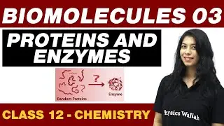 Biomolecules 03 : Proteins and Enzymes | Class 12 NCERT