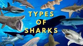 40 Shark Species You Never Knew Existed & One Cool Fact Each #shark #marinelife #oceanpredators