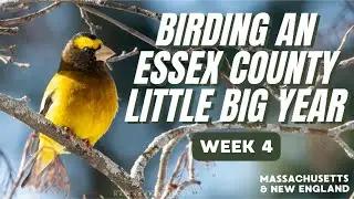 Week 4 | Rare Bird Chasing in Massachusetts + A Surprise Essex County Life Bird