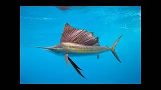 Fischen & Angeln in Thailand Pt.3 Riffe und Offshore Fishing
