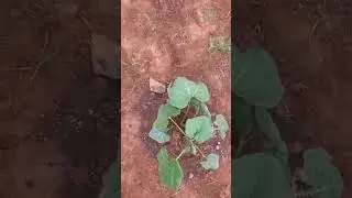CUCURBITACEAS