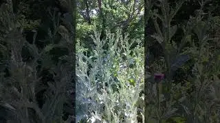 Thistle Watch