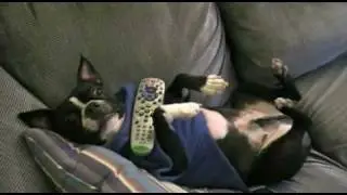 Snuggie Commercial!  Boston Terrier!