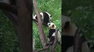 Ruirui Zai Xian Xian Zai, who is playing on the tree