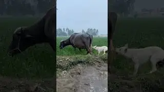 Dogs playing with Buffalo 🦬 #punjabisong#buffalo #trending #shortsfeed #neeliravibuffalo