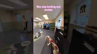 One year-old spaniel, nonstop, barking, and anxiety 1st session