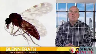 What is a Midge?