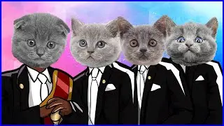 Little cute homeless kittens - Coffin Dance Song (COVER) - Cats USA