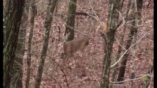 Finding Deer on Public land. Food Sources and Alternative Access