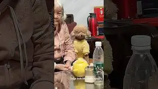 Dogs look like their owners 🤣🐕#pets #funny #petsrule #funnypets #dog #petvideos #animals #usa
