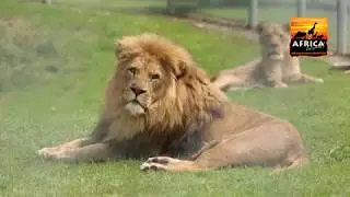 Africa Alive!